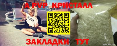 спайс Кингисепп